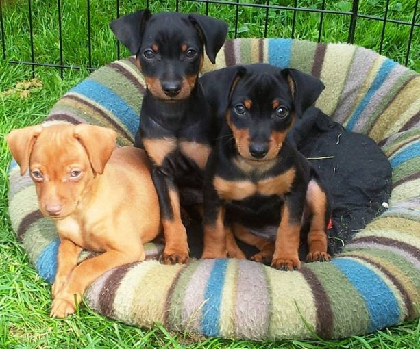 3 petits pinschers trop mignons