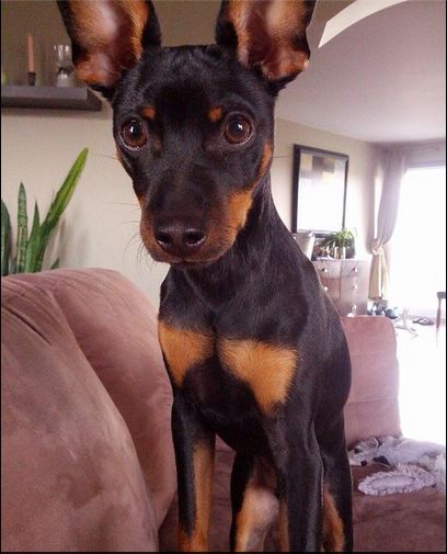 Pinscher nain qui a la queue coupée