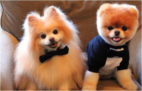 Source de l'image: facebook.com/boo