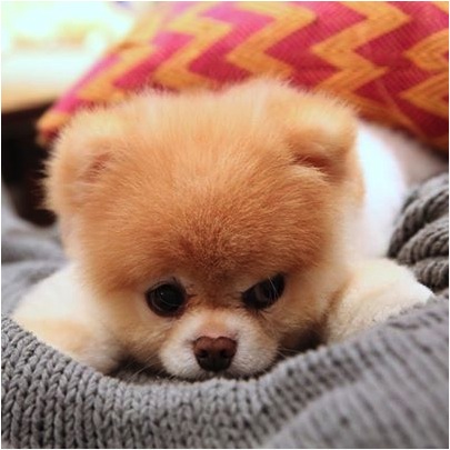 Source de l'image: facebook.com/boo