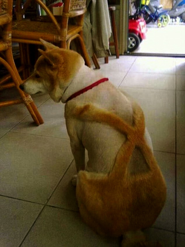 Source de l'image : dailymail.co.uk