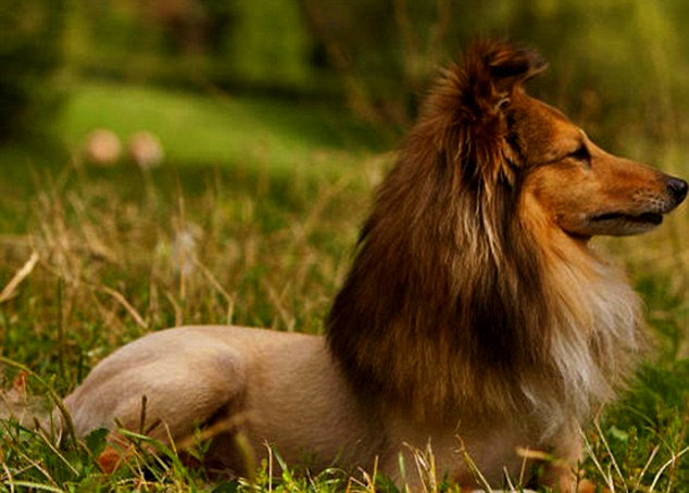 Source de l'image : dailymail.co.uk