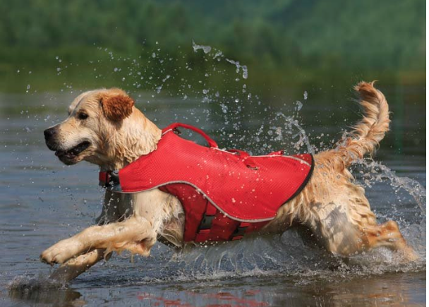 Gilet de sauvetage pour chien Dog safety vest