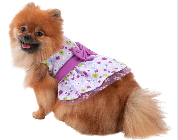 Robe pour chien
