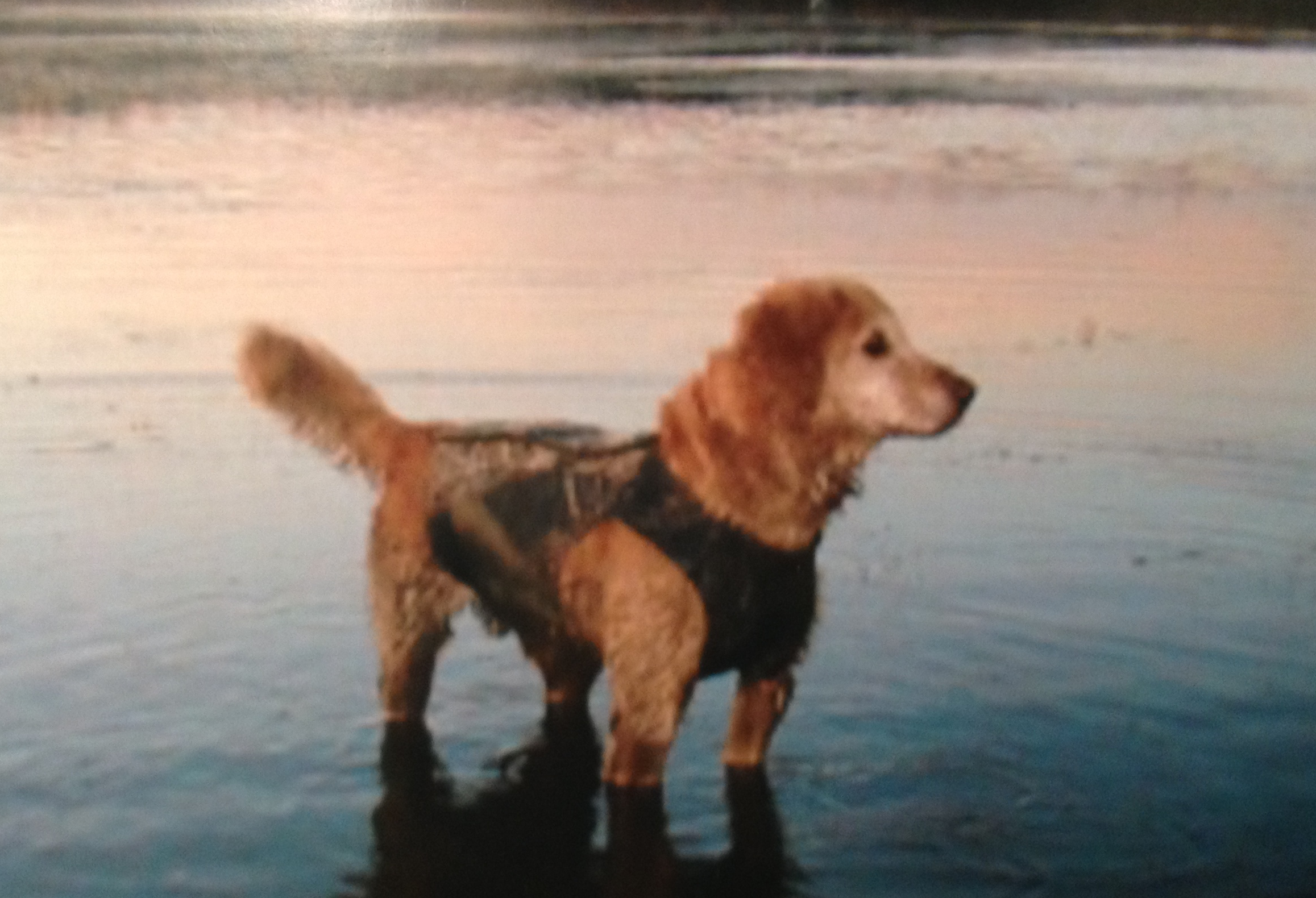 Chien de chasse avec veste de sécurité