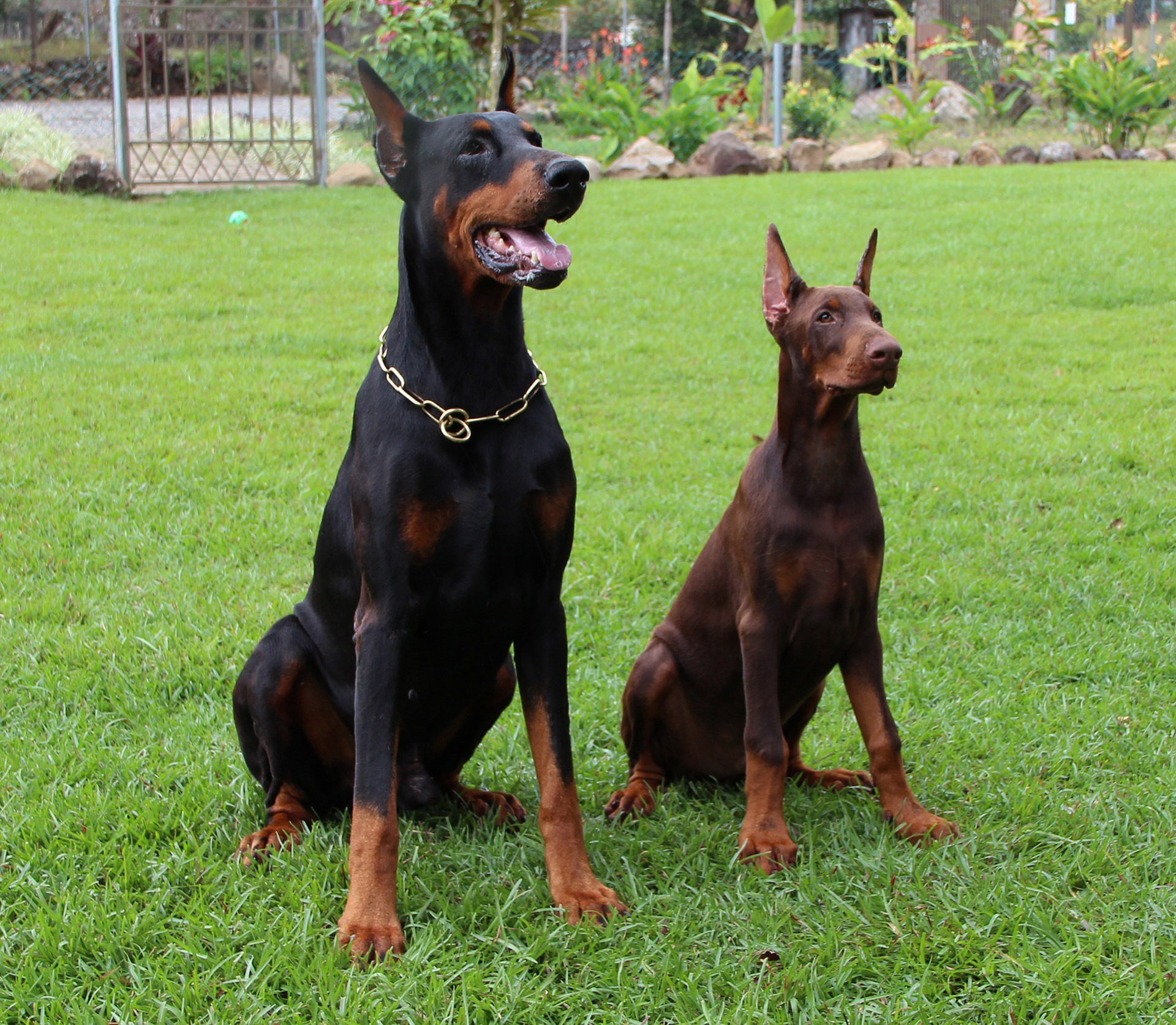 2 beaux chiens de race Dobermann
