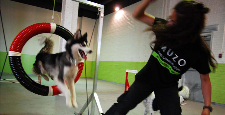Exercice canin