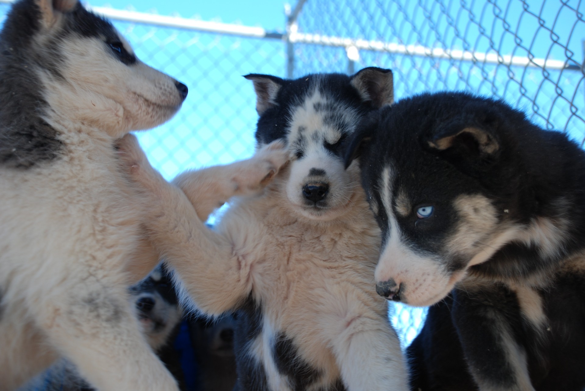 Source de l'image: chenillapoursuite.com