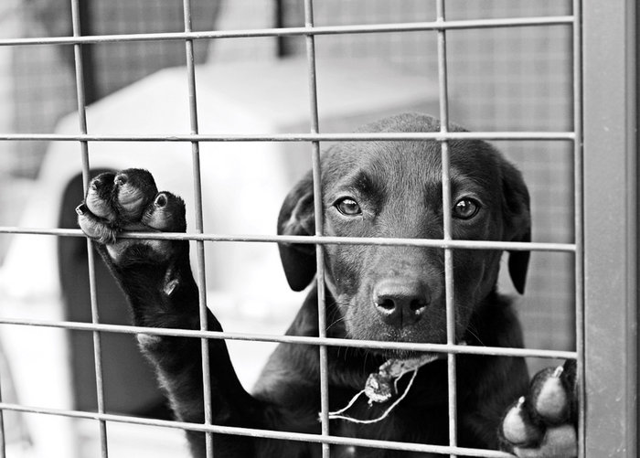 chiot laissé dans sa cage