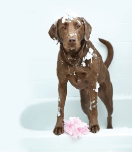 Chien et houpette dans le bain