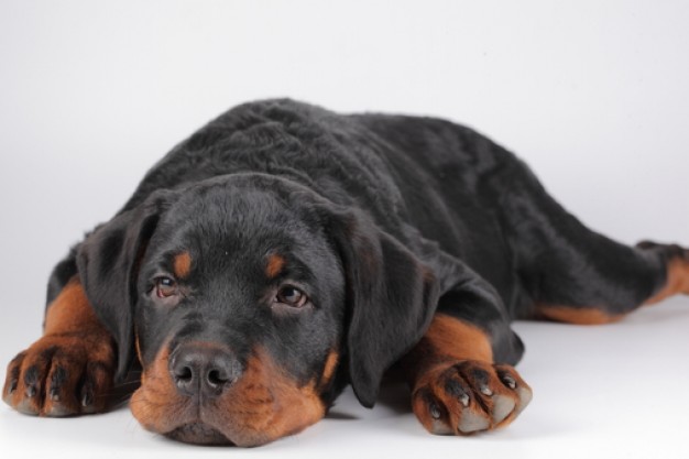 un beau rottweiler paisible et affectueux